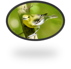 yellow bird on a branch